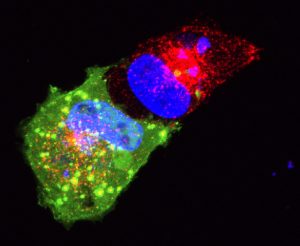 SVG-A glial cells transiently transfected with dominant negative dynamin (green) treated with transferrin-594 (red), and stained with DAPI (blue). 5 minutes post internalization. Courtesy of Colleen Mayberry and Melissa Maginnis, University of Maine.